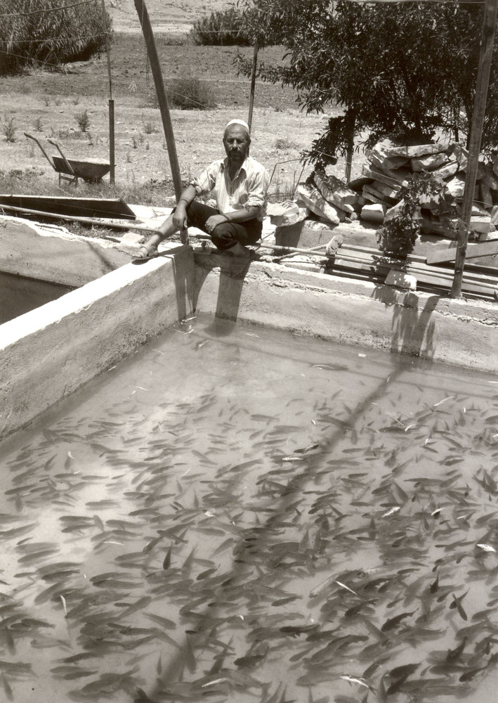 NEF introduced fish farming to Jordan in the 1980s. The industry provided economic opportunities and met growing local demand for fish, c. 1988.