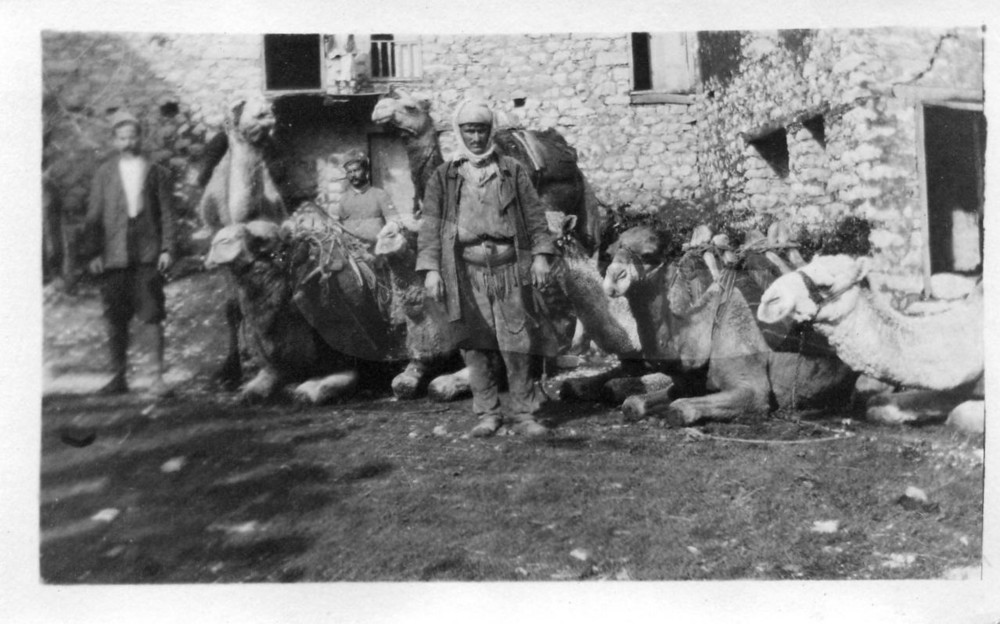 Camels load relief for the mountain villages. Antioch, 1919–1920.