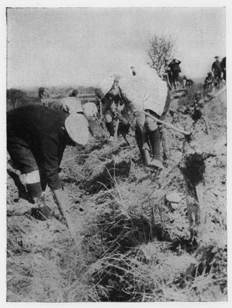 Orphans digging drainage ditches at Corinth, c. 1923–1924.
