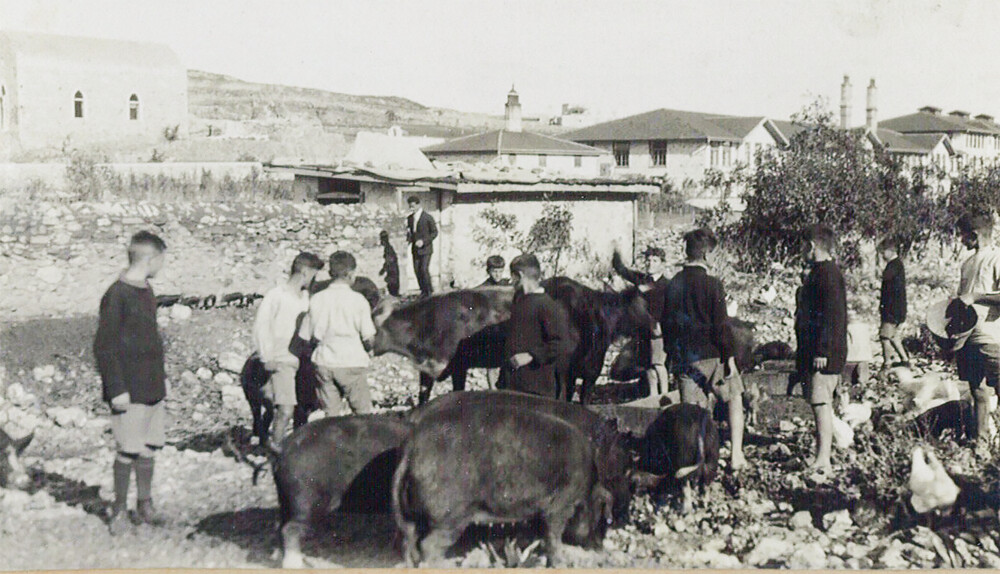 Orphans tend imported American livestock, Syra 1926