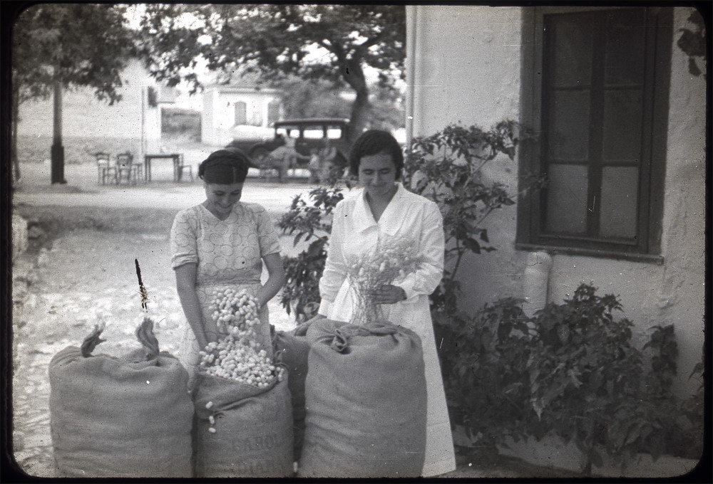 Women in a Macedonian village inspect silk cocoons. The Macedonia Project worked with villagers to promote sericulture, particularly among women, by planting mulberry trees and building silkworm nurseries. Greece, ca. 1930.